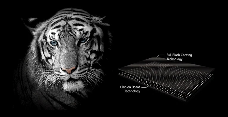 A face of a white tiger for emphasizing the black color 